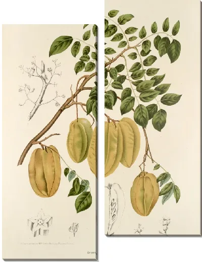 Картина PLL №36