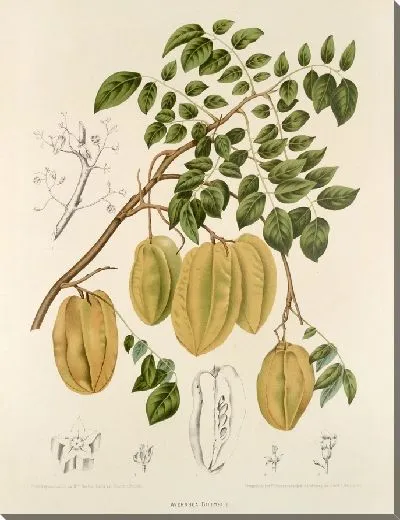 Картина PLL №36