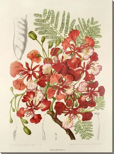 Картина PLL №37