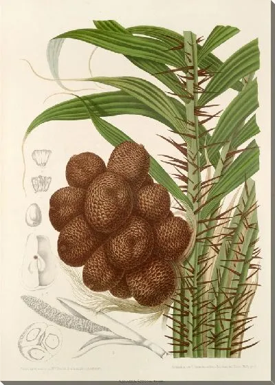 Картина PLL №38