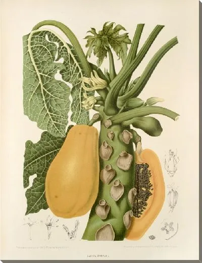 Картина PLL №40