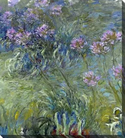 Африканская лилия