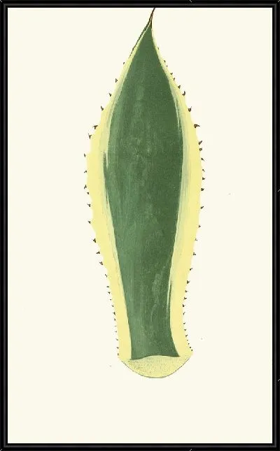 Картина Агава Американа (1867-1870)