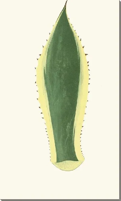 Картина Агава Американа (1867-1870)