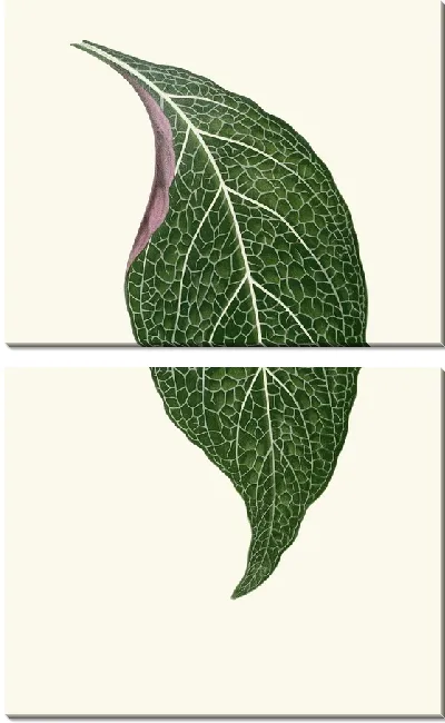 Картина Аделастер Альбивенис (1867-1870)