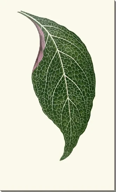 Картина Аделастер Альбивенис (1867-1870)