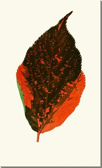 Картина Акалифа Трехцветная (1867-1870)