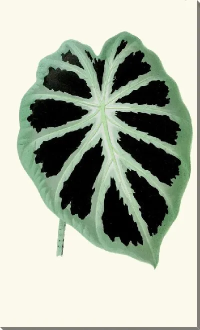 Картина Алоказия Дженнингсии (1867-1870)