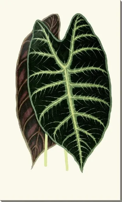 Картина Алоказия Лоуи (1867-1870)