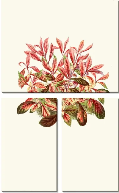 Картина Альтернантера Сессилис (1867-1870)