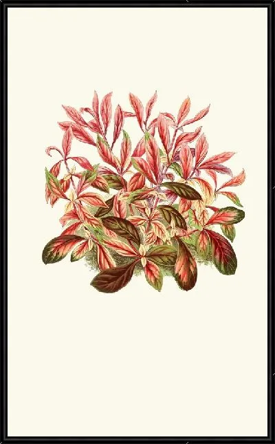 Картина Альтернантера Сессилис (1867-1870)