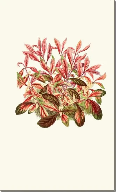 Картина Альтернантера Сессилис (1867-1870)