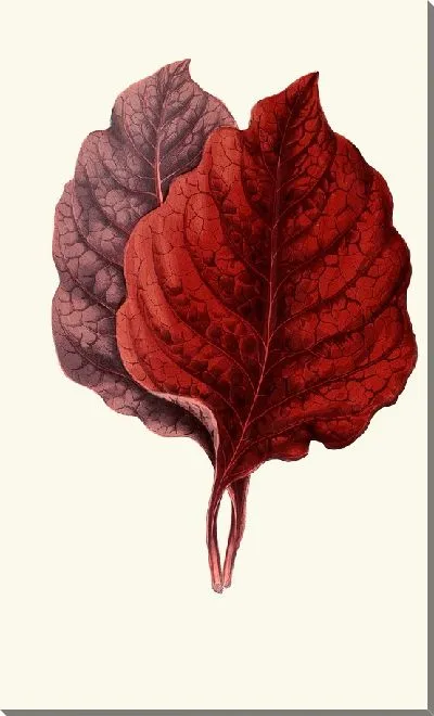 Картина Амарант Меланхоликус (1867-1870)