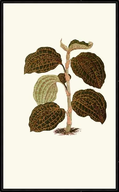 Картина Аноэктохилус Setaceus (1867-1870)