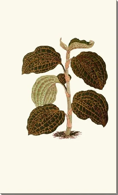 Картина Аноэктохилус Setaceus (1867-1870)