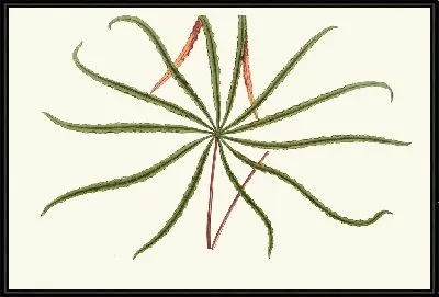 Аралия Вейчии (1867-1870)