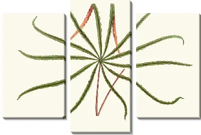 Аралия Вейчии (1867-1870)