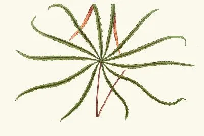 Аралия Вейчии (1867-1870)