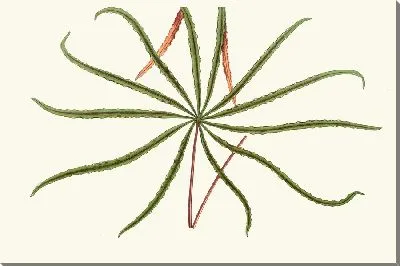 Картина Аралия Вейчии (1867-1870)