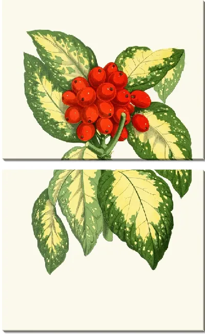 Картина Аукуба японская (1867-1870)