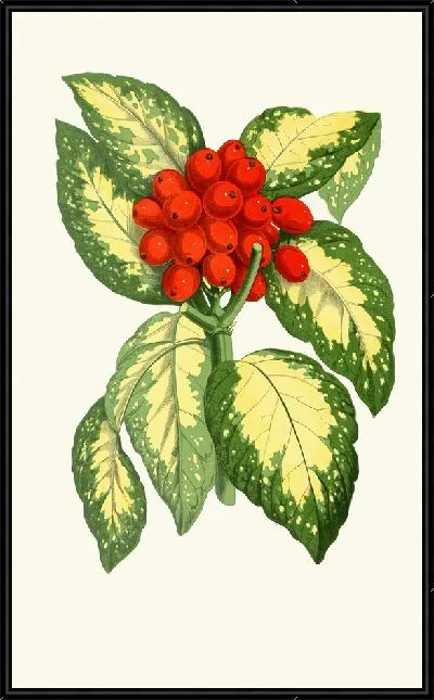 Картина Аукуба японская (1867-1870)