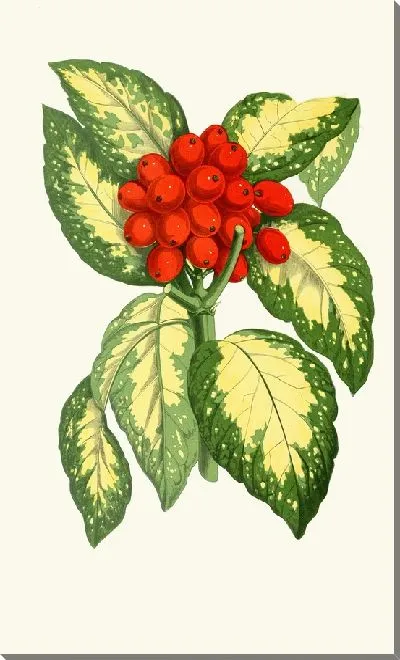 Картина Аукуба японская (1867-1870)