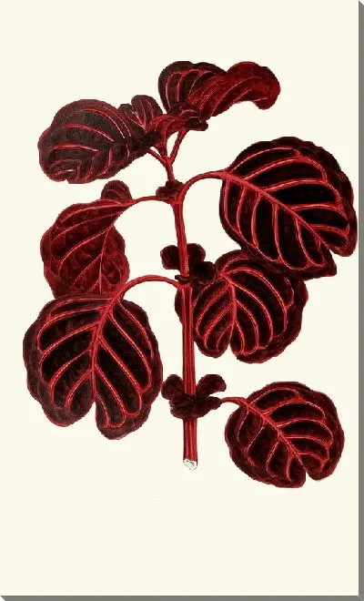 Картина Ахирантес Вершаффельти (1867-1870)