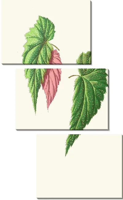 Картина Бегония Falcifolia (1867-1870)