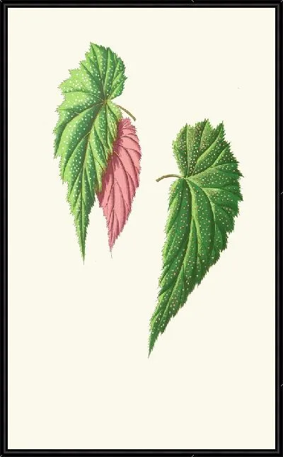 Картина Бегония Falcifolia (1867-1870)