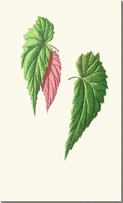 Картина Бегония Falcifolia (1867-1870)