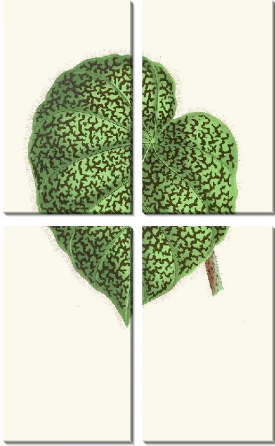 Картина Бегония Дедалея (1867-1870)