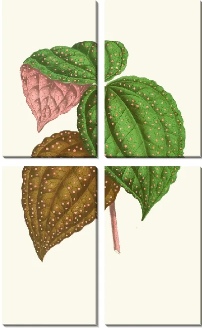 Картина Бертолония Гуттата (1867-1870)