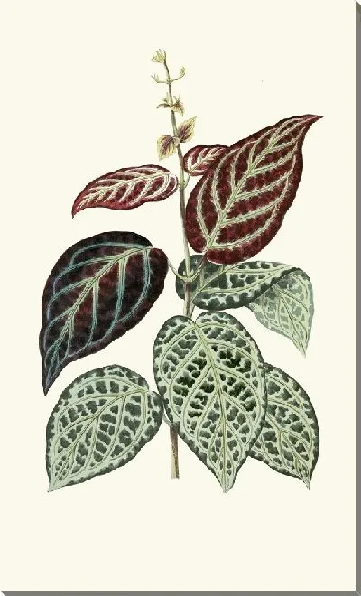 Картина Бигнония Аргиро-Виоласценс. (1867-1870)