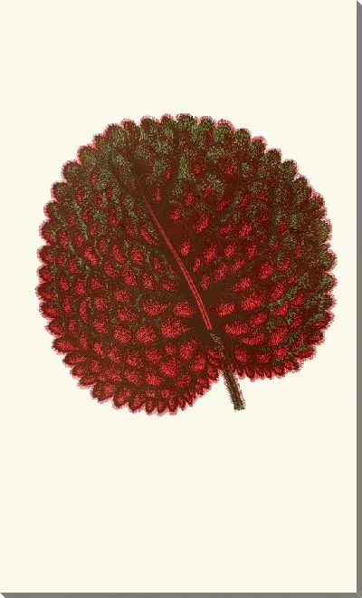 Картина Геснерия экзоньская (1867-1870)