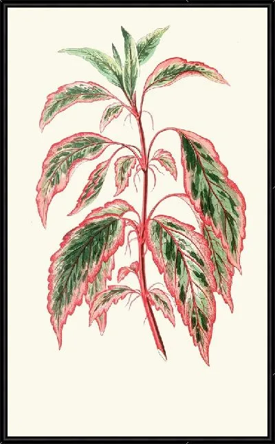 Картина Гибискус Купери (1867-1870)