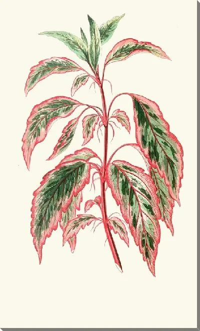 Картина Гибискус Купери (1867-1870)