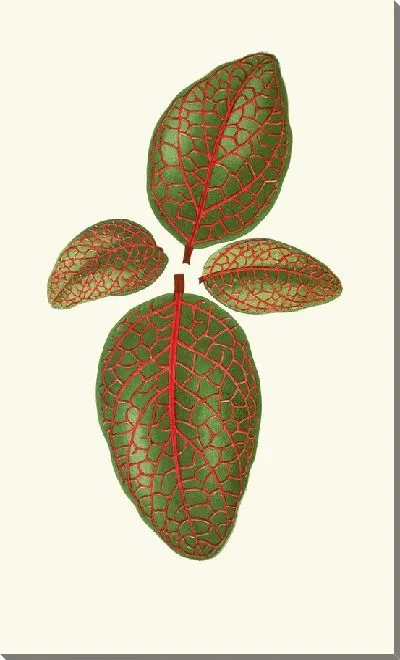 Картина Гимностахиюм Вершаффельти (1867-1870)