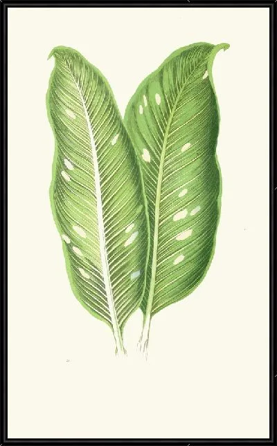 Картина Диффенбахия Бараквиниана (1867-1870)