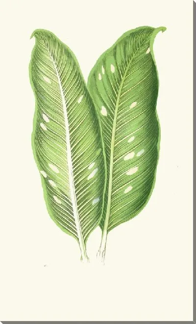 Картина Диффенбахия Бараквиниана (1867-1870)