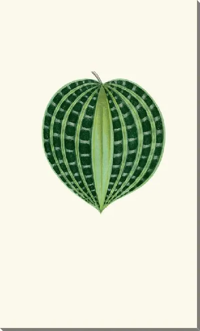 Картина Дихорисандра Ундата (1867-1870)