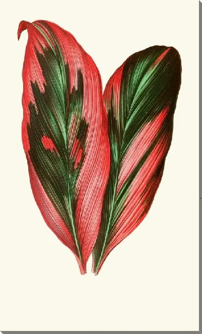 Картина Драцена Терминалис (1867-1870)