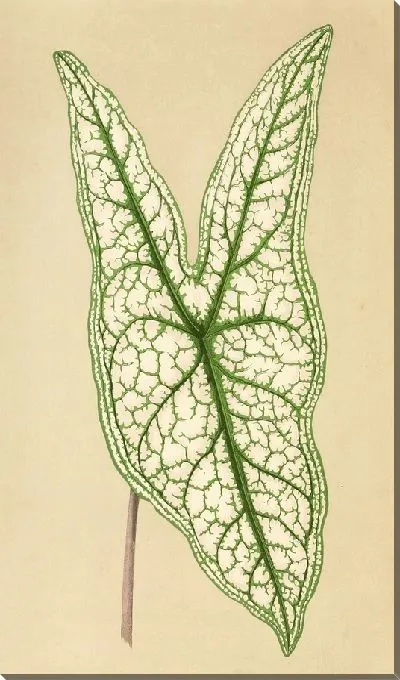 Картина Каладиум Беллеймии (1867-1870)