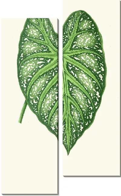 Картина Каладиум мирабиле (1867-1870)