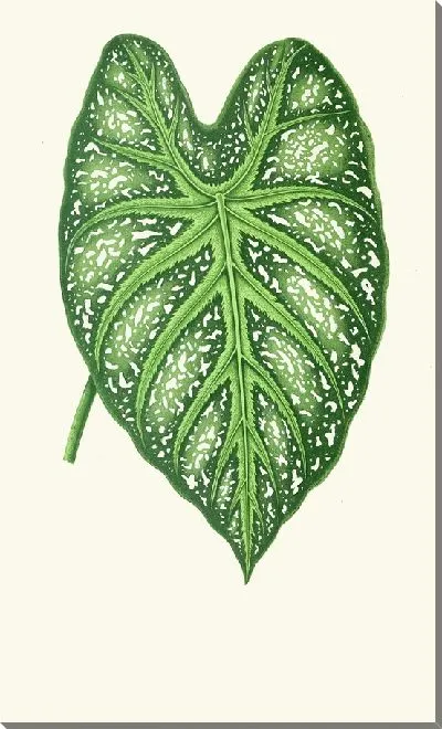 Картина Каладиум мирабиле (1867-1870)