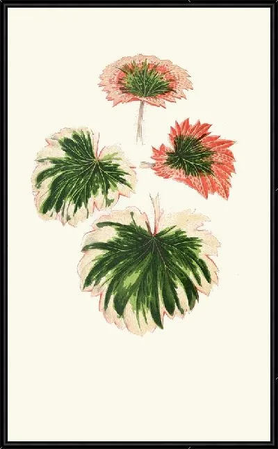 Картина Камнеломка Фортуней (1867-1870)