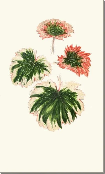 Картина Камнеломка Фортуней (1867-1870)