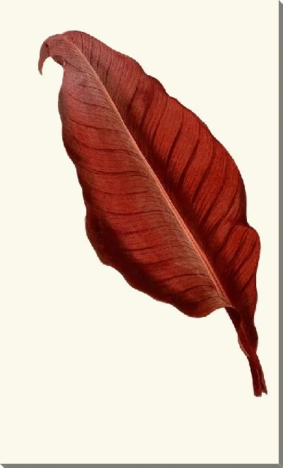 Картина Канна Атроигриканс (1867-1870)