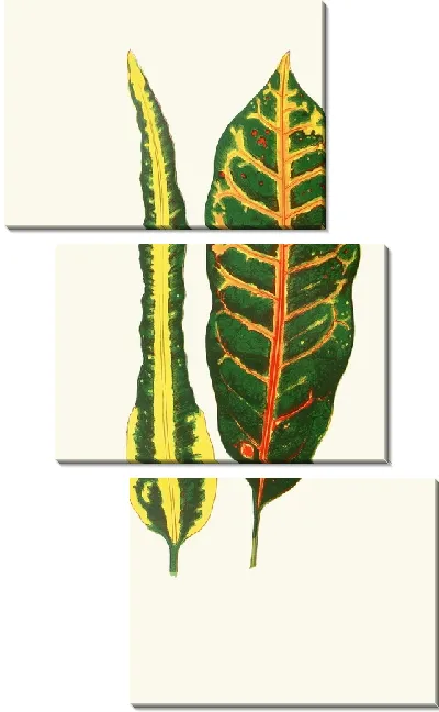 Картина Кодиеум иррегулярный, Codiaeum Hillianum (1867-1870)