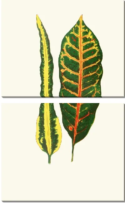 Картина Кодиеум иррегулярный, Codiaeum Hillianum (1867-1870)