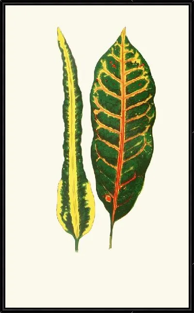 Картина Кодиеум иррегулярный, Codiaeum Hillianum (1867-1870)